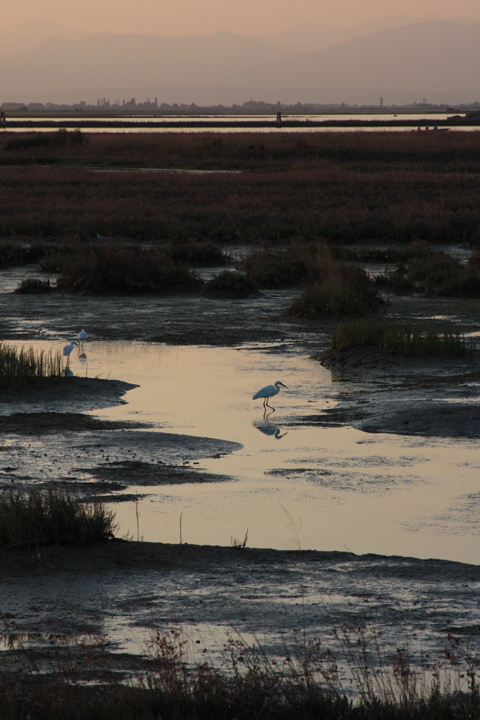 Birds walking around the mudflats in Venice