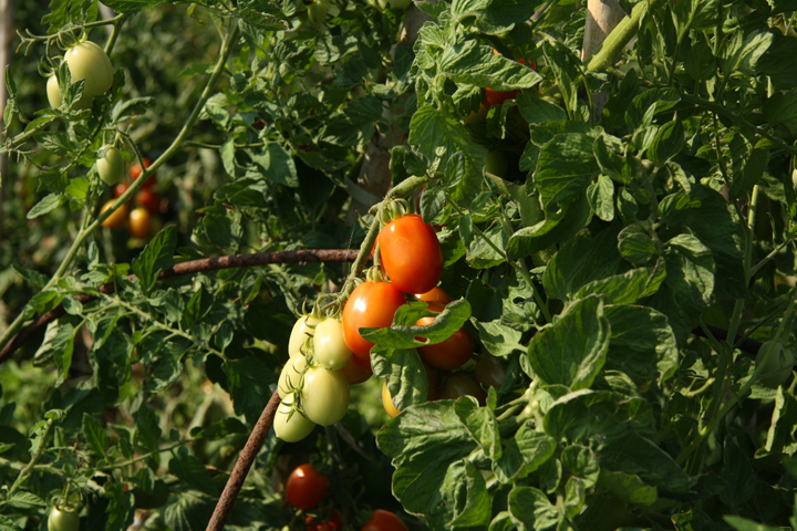 Tomatoes growing at Maravegia farm in Sant'Erasmo island