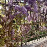 Venetian gardens: why gardens in Venice are secret and unique