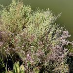 Plants and flowers of the Venetian lagoon
